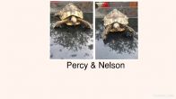 Rehomed...Hermanns : Both Female approx 4-5 years old (Percy & Nelson)